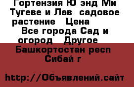 Гортензия Ю энд Ми Тугеве и Лав, садовое растение › Цена ­ 550 - Все города Сад и огород » Другое   . Башкортостан респ.,Сибай г.